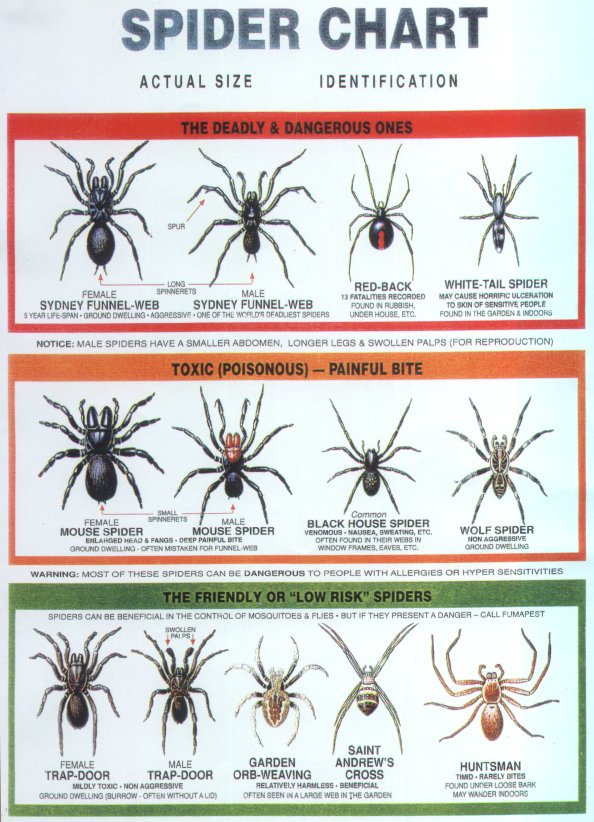 Canada Spider Chart